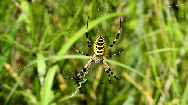 Wasp spindel i sitt nät i Tyskland — Stockvideo