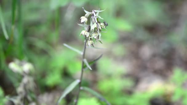 Lila madársisak, Epipactis purpurata egy erdőben, Németország — Stock videók