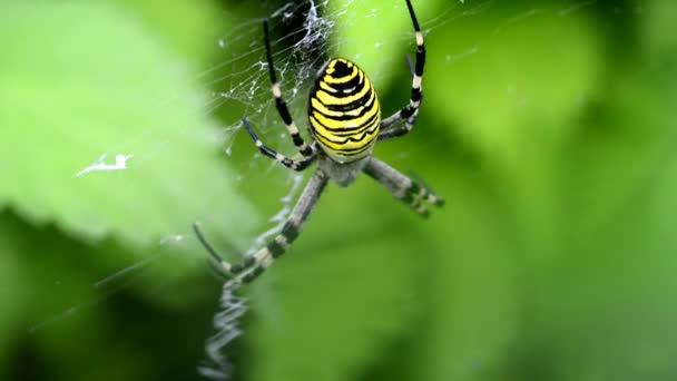 Wasp spindel i sitt nät i Tyskland — Stockvideo