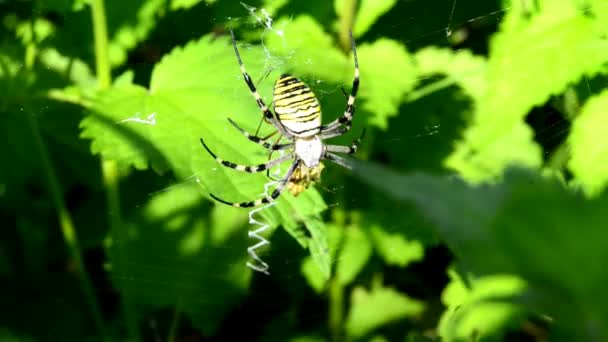 Паук осы в своей паутине во время размножения — стоковое видео