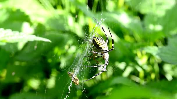 Araña avispa en su tela durante la reproducción — Vídeos de Stock