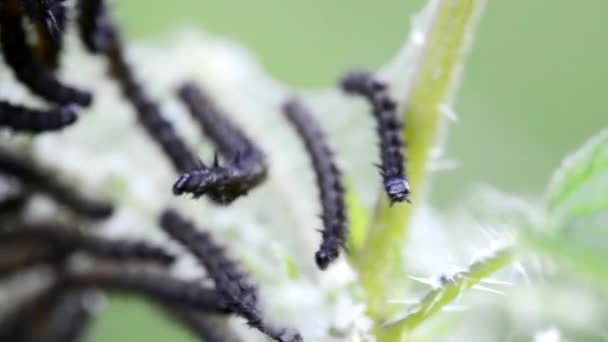 Rupsen van peacock vlinder op grote brandnetel — Stockvideo