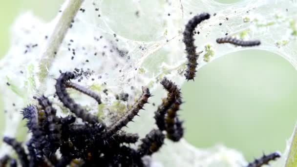 Orugas de mariposa de pavo real sobre ortiga — Vídeo de stock