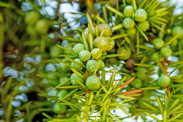 Ardıç meyveleri, olgun ve olgunlaşmamış
