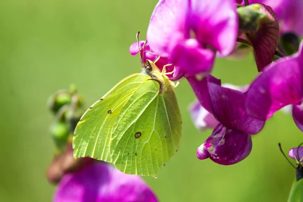 Brimstone butterfly, Gonepteryx rhamni on vetch flower — Stock Photo, Image