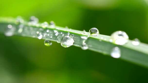 Dew drop op gras — Stockvideo