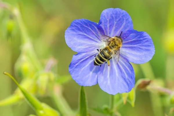 Bee op bloem van weide geranium — Stockfoto