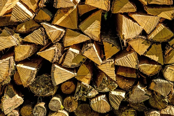 Firewood, stack in a forest — Stock Photo, Image