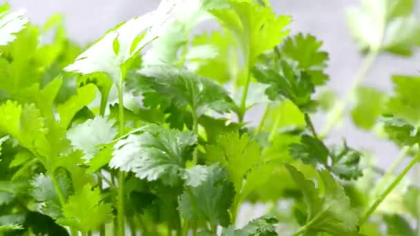 Cilantro, hierba verde fresca en una mesa giratoria — Vídeo de stock