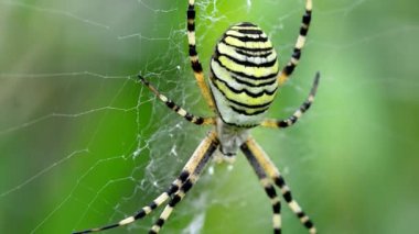 Wasp örümcek onun Web Almanya