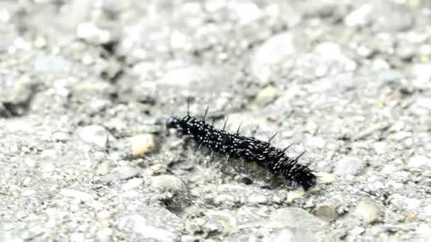 Lagarta de borboleta de pavão — Vídeo de Stock