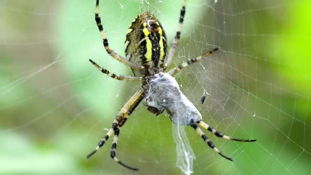 WASP spider w sieci web w Niemczech — Wideo stockowe