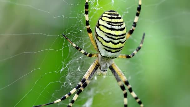 Wasp spider in its web in Germany — Stock Video