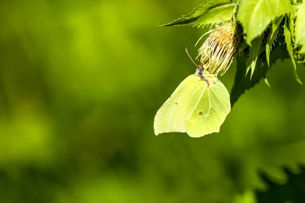 Brimstone butterfly on a flower of a cabbage thistle — Stock Photo, Image