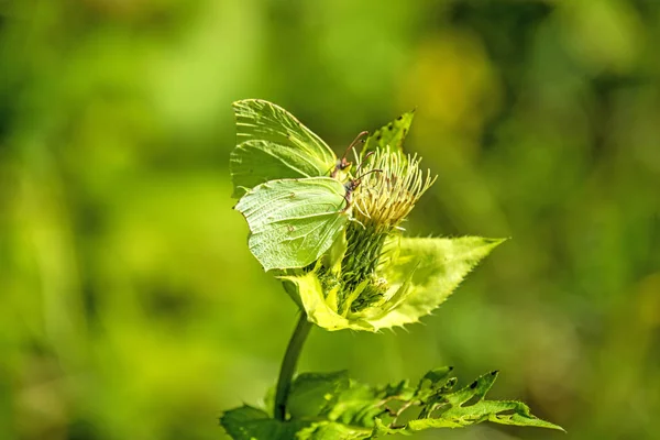 Zwavel vlinder op een bloem van een kool distel — Stockfoto
