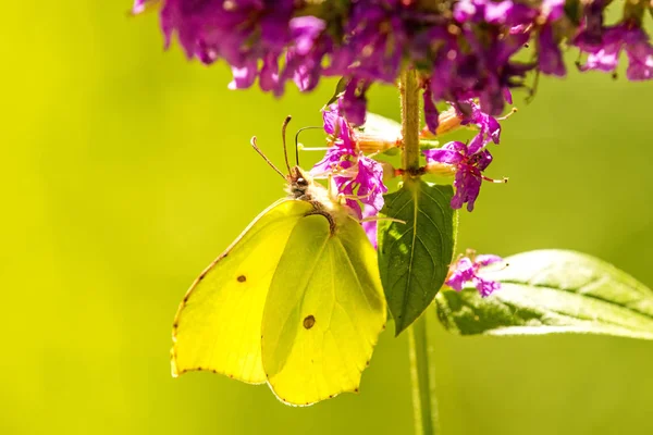 Brimstone butterfly on a flower of a purple loosestrife — Stock Photo, Image