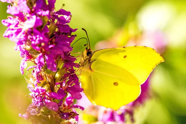 Brimstone butterfly on a flower of a purple loosestrife — Stock Photo, Image