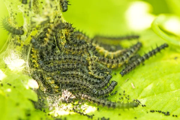 Erucas tavus kuşu kelebek batma neetle üzerinde