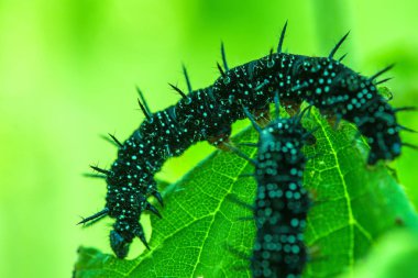 Isırgan otu tavus kelebeği Caterpillar