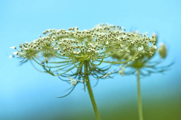 Wilde wortel, bloem met blauwe lucht — Stockfoto