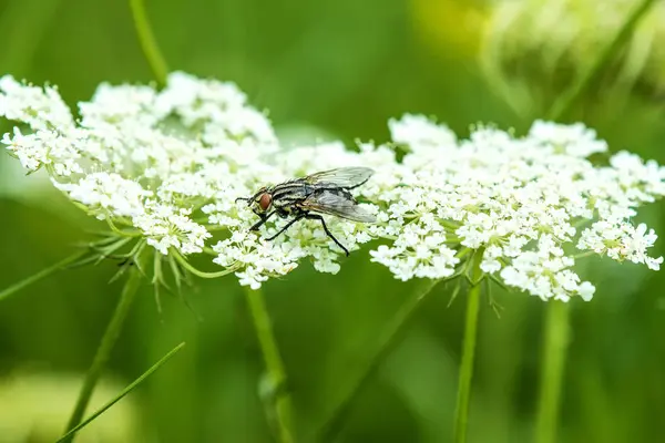 Gemensamma fluga på morot blomma — Stockfoto