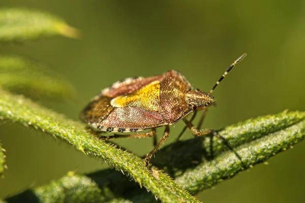 一片叶子上的黑刺李 bug — 图库照片