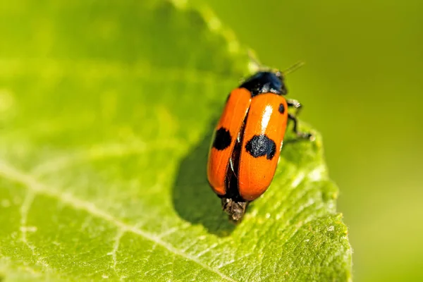 Froghopper, endangered insect in Germany — Stock Photo, Image