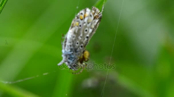 Aranha jardim envolve capturado borboleta azul comum — Vídeo de Stock