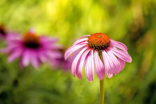 Fleur de cône, Echinacea purpurea, plante médicinale américaine avec fleur — Photo