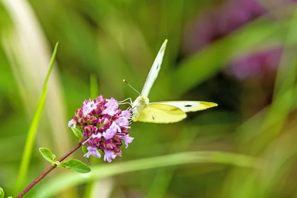 Cabbage butterfly on flower of wild oregano — Stock Photo, Image