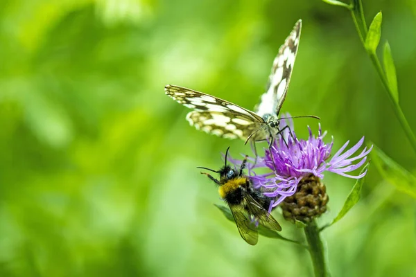 对水飞蓟的大理石白蝴蝶 — 图库照片