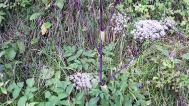 Vahşi angelica, Angelica sylvestris, tıbbi bitki çiçek