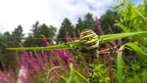 Wasp spider in its web — Stock Video