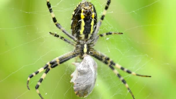 Tawon laba-laba dalam jaringnya — Stok Video