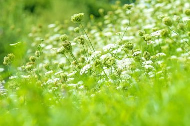 Bir sürü yaban havucu çiçekli çayır.