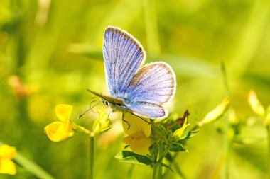 bir çiçek üzerinde ortak mavi