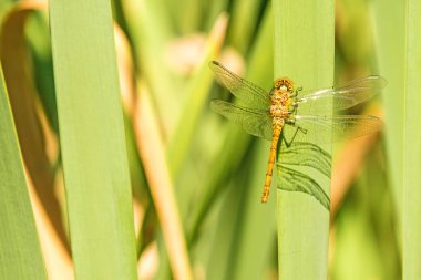 Kırmızı Pasifik'ten oğlan, genç kadın hayvan
