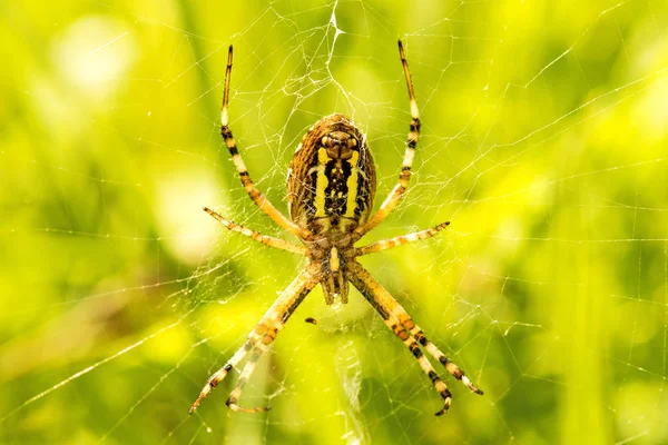 Guêpe araignée, femelle dans son filet — Photo