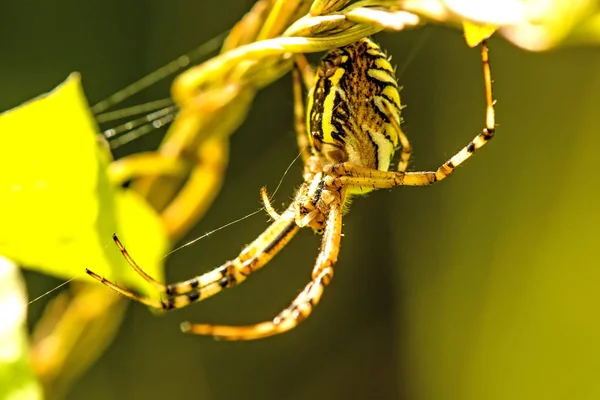 Darázs pók, nő a neten — Stock Fotó