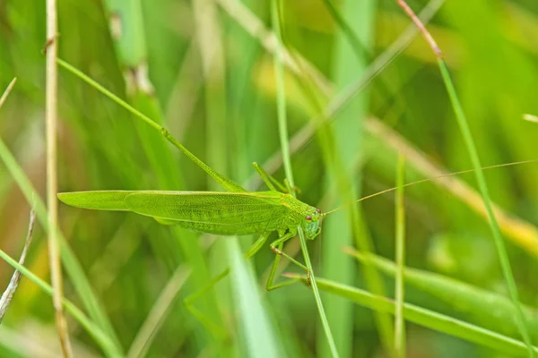 巨大的绿色丛林蟋蟀 — 图库照片