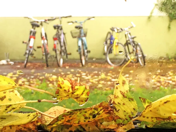 autumnal painted leaves on a car window with bicycles in the background