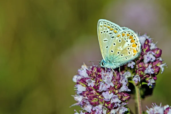 Common blue on a oregano flower — Stock Photo, Image