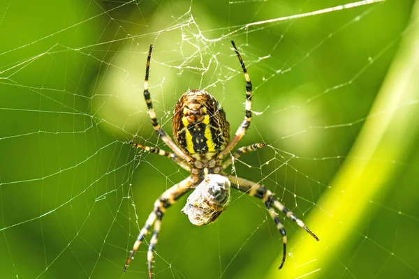 Wasp spider with wrapped victim — Stock Photo, Image