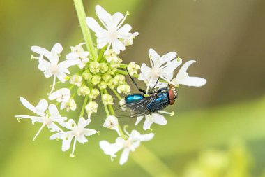 Beyaz bir çiçekle uç