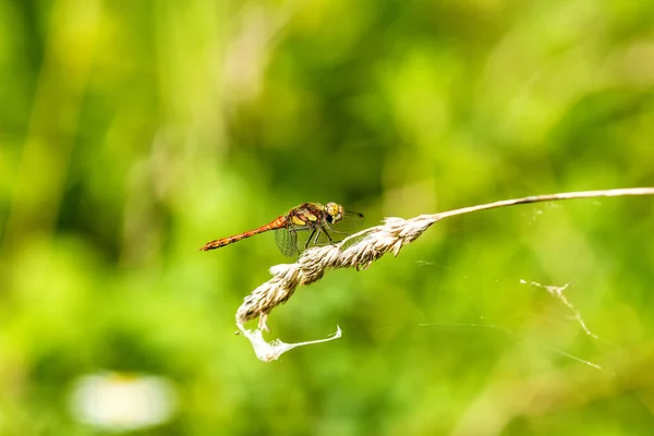 Ruddy Darter, macho sentado en una hierba —  Fotos de Stock