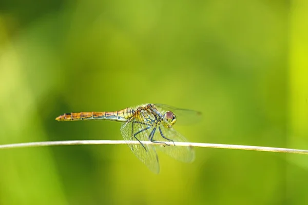 Svartstjärtad skimmer, Orthetrum cancellatum, Europeiska dragonfly — Stockfoto
