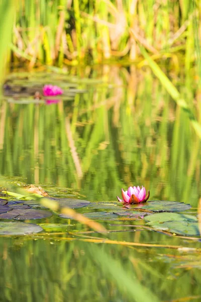 Kırmızı nilüfer ile bir su birikintisi — Stok fotoğraf