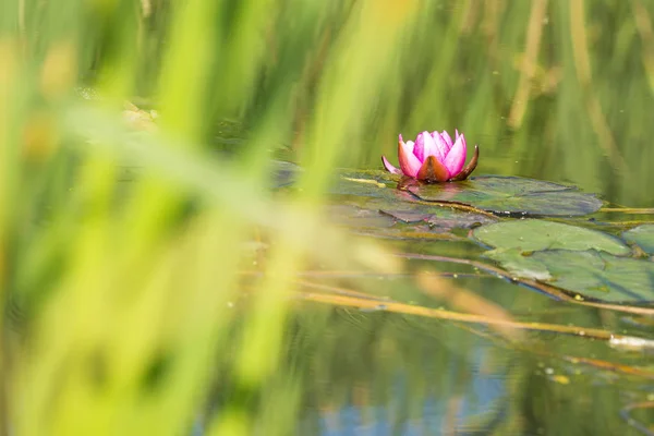 a pond with red water lily