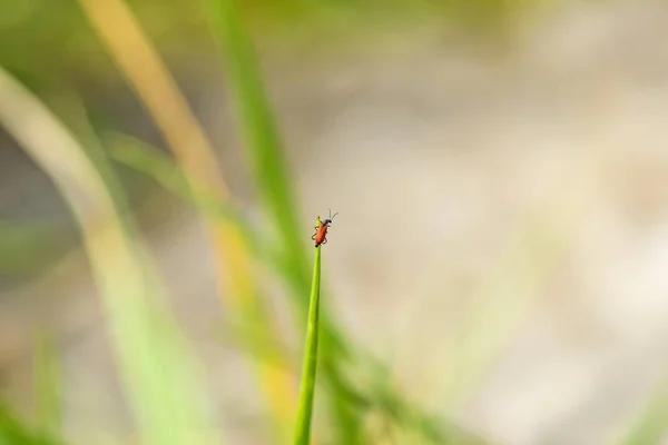 Small red beetle on a grass — Stock Photo, Image