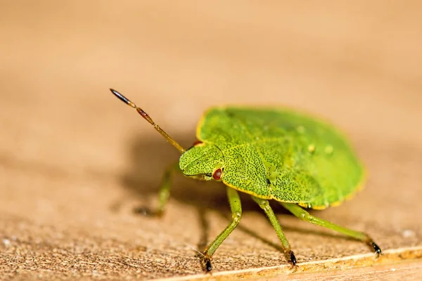 绿色盾牌 bug、 若虫 — 图库照片